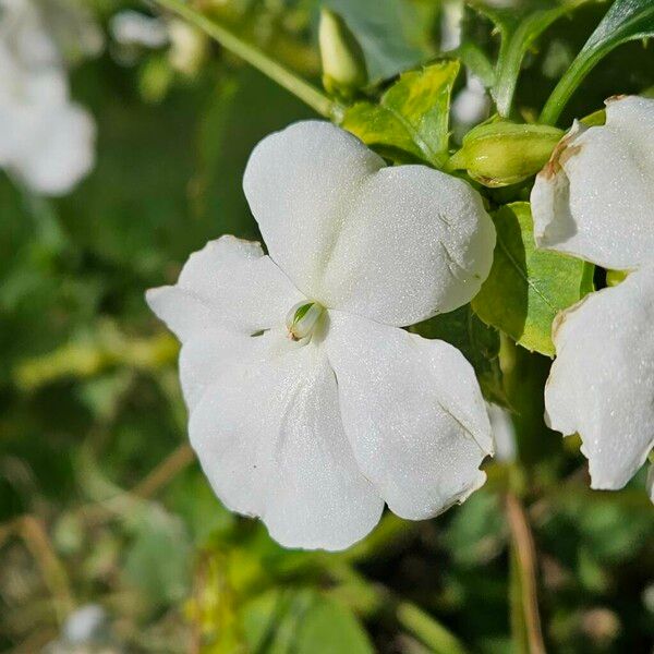 Impatiens walleriana Flower