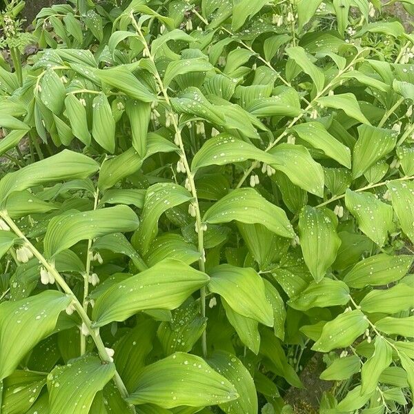 Polygonatum multiflorum Hábito