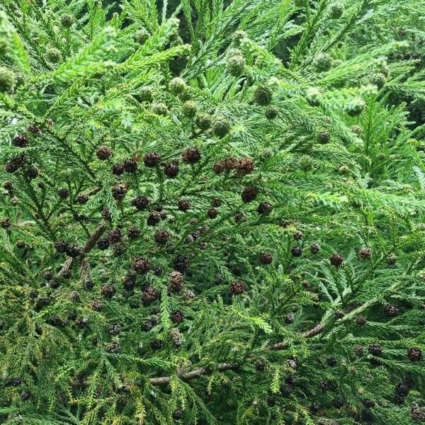 Cryptomeria japonica Leaf