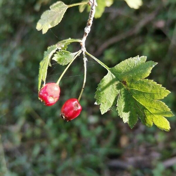 Crataegus laevigata ഫലം