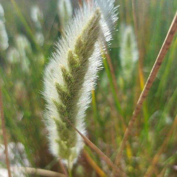 Polypogon maritimus Flower