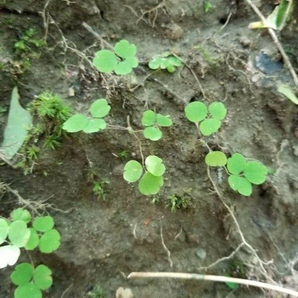 Thalictrum dioicum Deilen