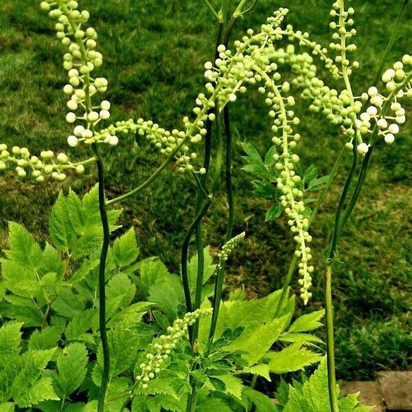 Actaea racemosa 花