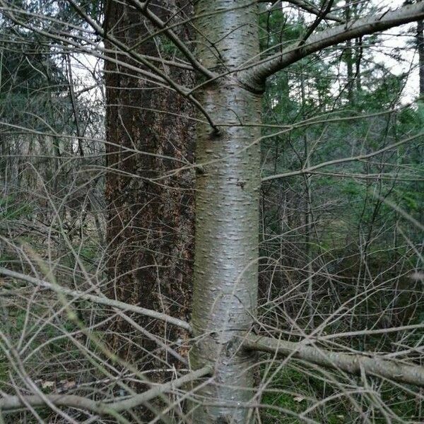 Abies balsamea പുറംതൊലി