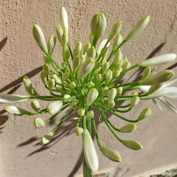 Agapanthus umbellatus Blüte