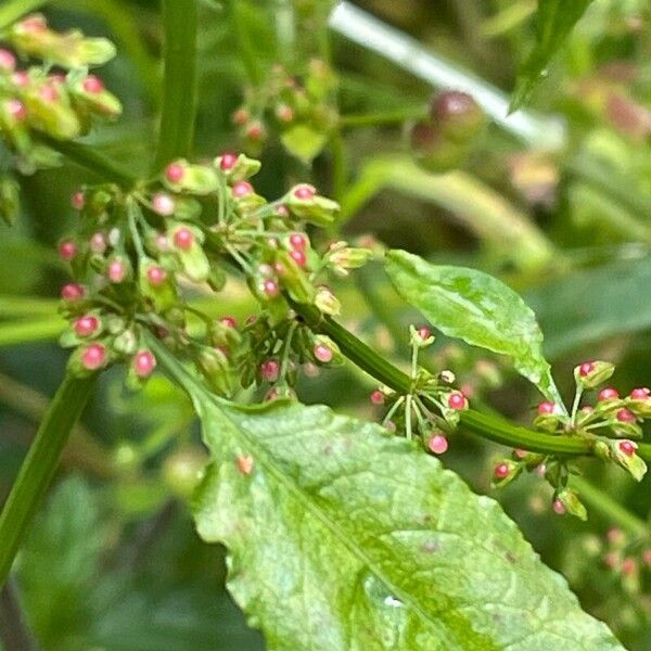 Rumex sanguineus Flower