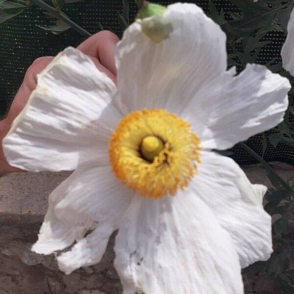 Romneya coulteri ফুল