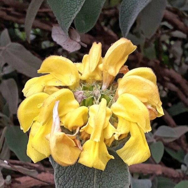 Phlomis fruticosa 花