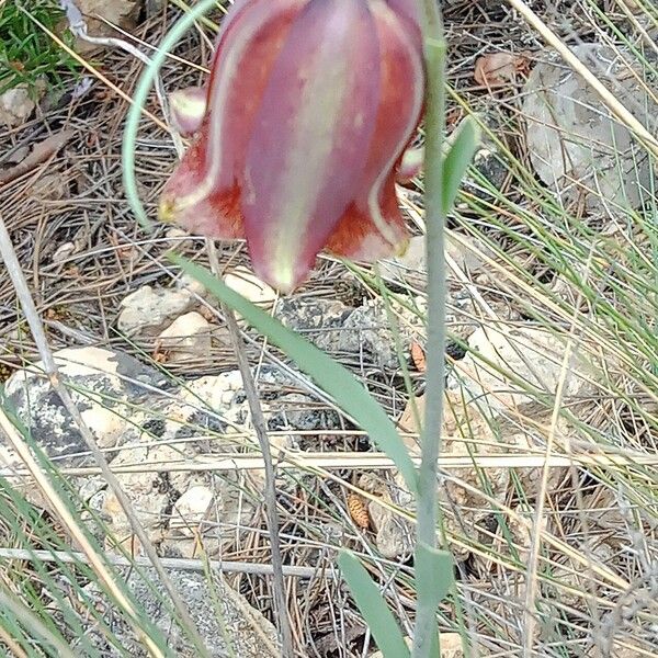 Fritillaria lusitanica പുഷ്പം