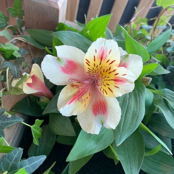 Alstroemeria spp. 花