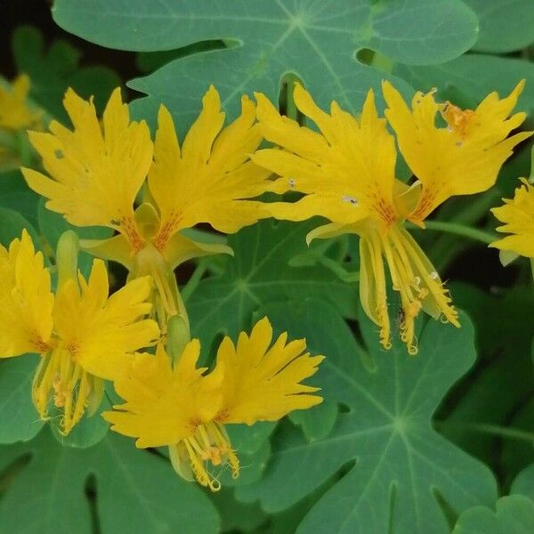 Tropaeolum peregrinum Fiore