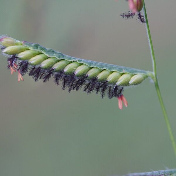 Urochloa eminii Õis