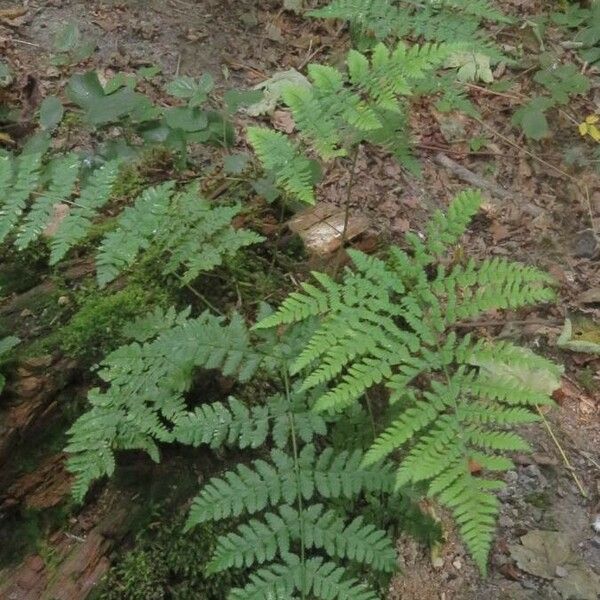 Dryopteris dilatata Blatt