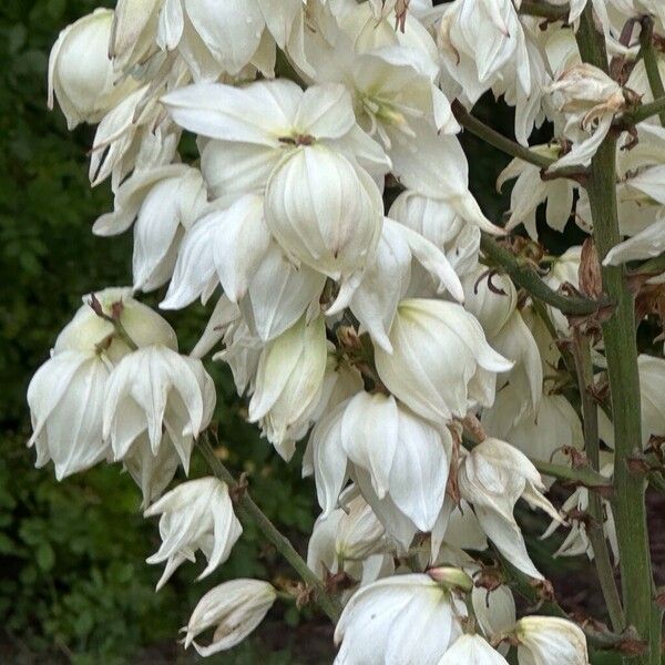 Yucca filamentosa Květ