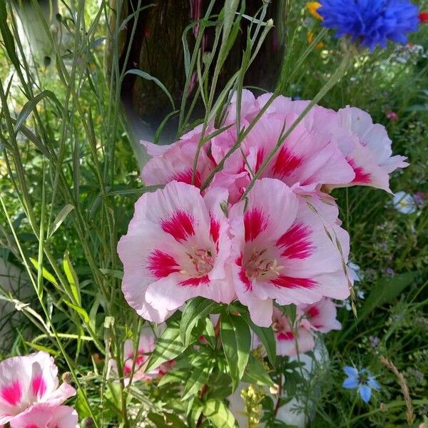 Clarkia amoena Blüte