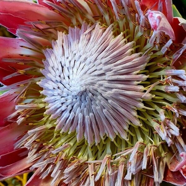 Protea cynaroides Other