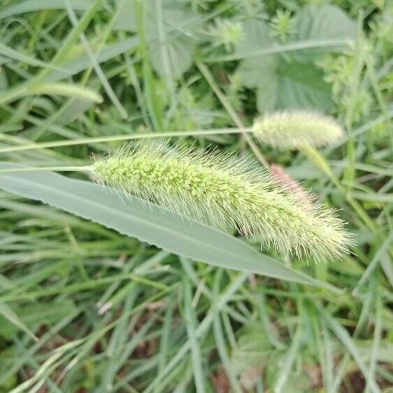 Setaria italica Blad