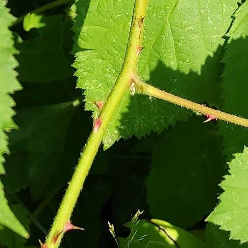 Rubus ulmifolius Кара