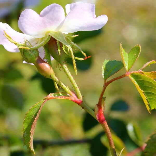 Rosa × nitidula Other