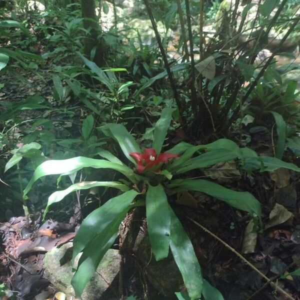 Tillandsia heliconioides Квітка
