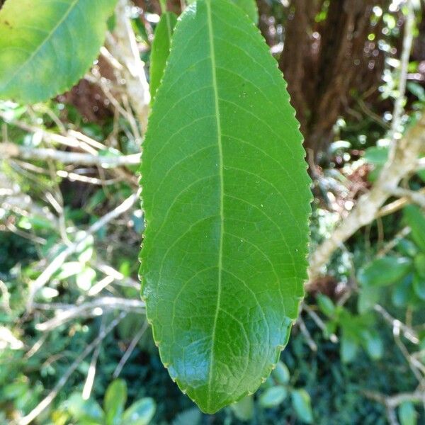 Claoxylon glandulosum Φύλλο