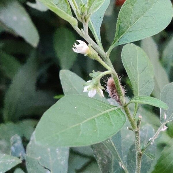 Solanum pseudocapsicum Цвят