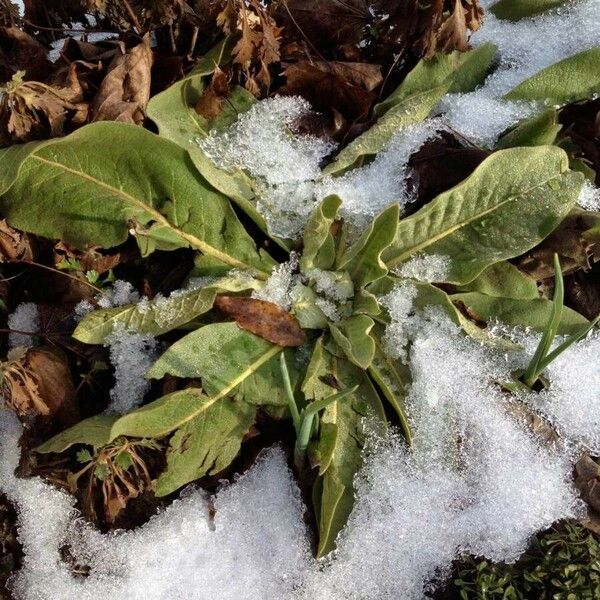 Verbascum thapsus Blad