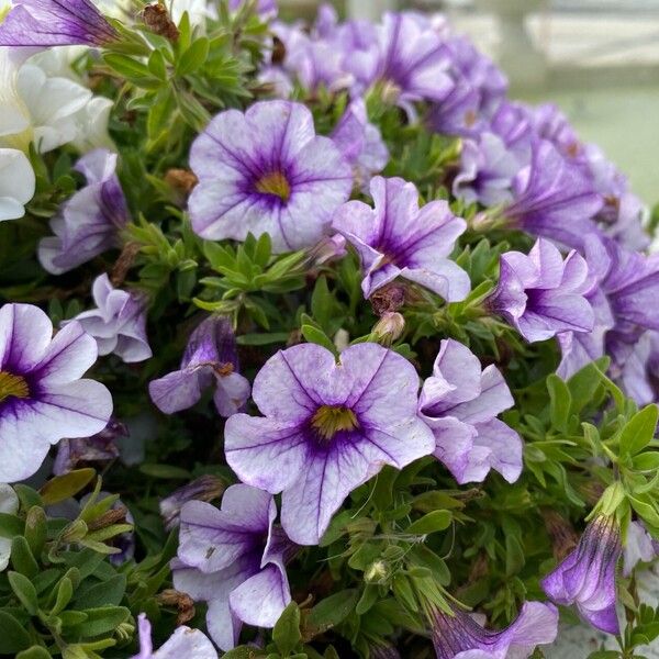 Calibrachoa parviflora Plante entière