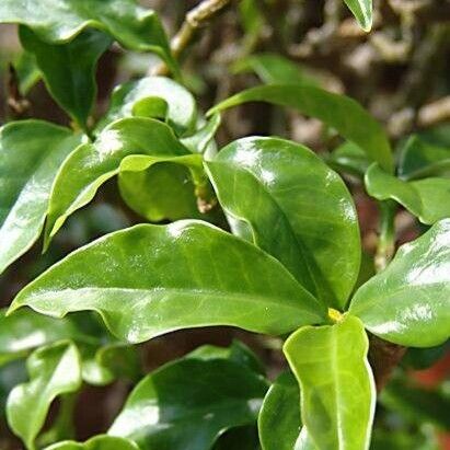 Pereskia aculeata Leaf