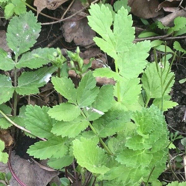 Pastinaca sativa Lehti