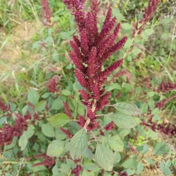 Amaranthus hypochondriacus Floare