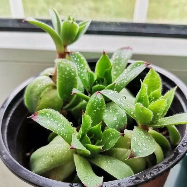 Sempervivum grandiflorum Fuelha