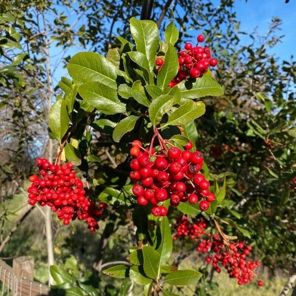 Photinia arbutifolia Фрукт