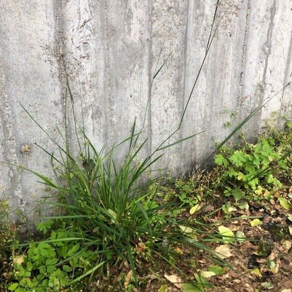 Agrostis capillaris Habit