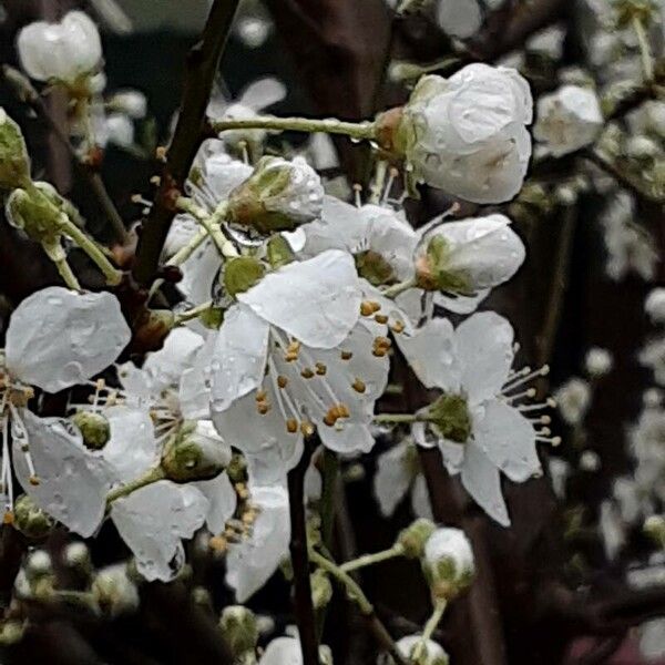 Prunus domestica Floro