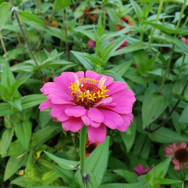 Zinnia haageana Flors