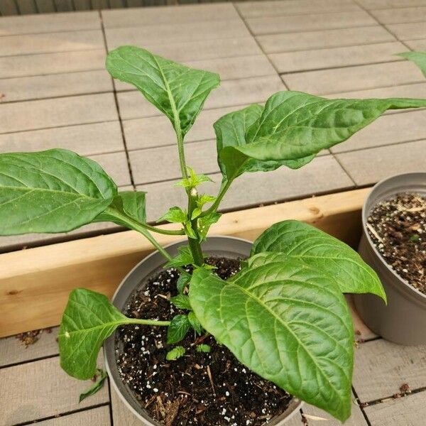 Capsicum chinense 葉