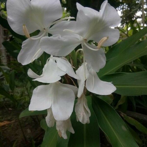 Hedychium coronarium Blomma