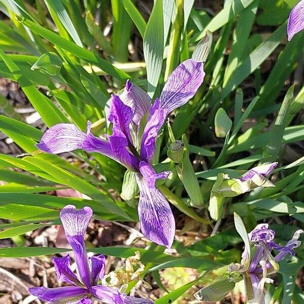 Iris lactea Blüte