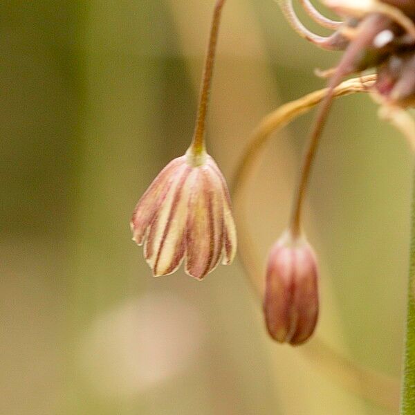 Allium carinatum Flower