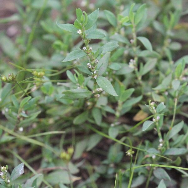 Polygonum arenastrum 花