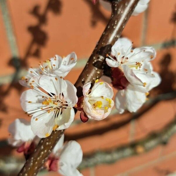 Prunus armeniaca Flor