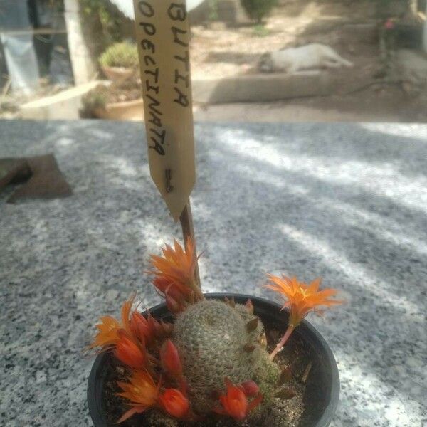 Rebutia albopectinata ফুল