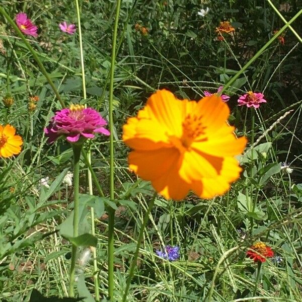 Cosmos sulphureus Blüte