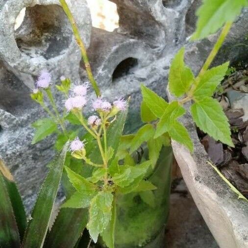 Chromolaena odorata Blad