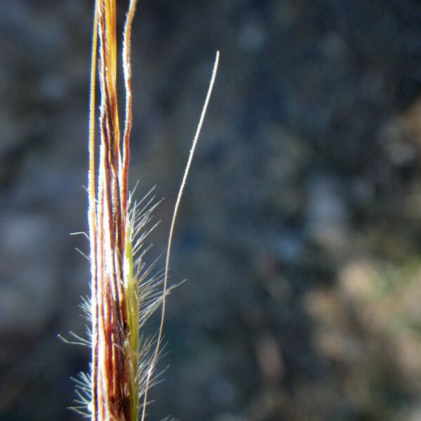 Heteropogon contortus Flower