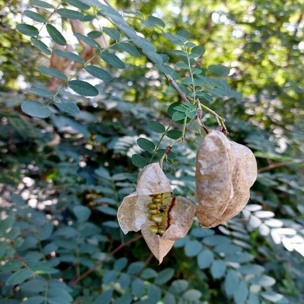 Colutea arborescens Ffrwyth