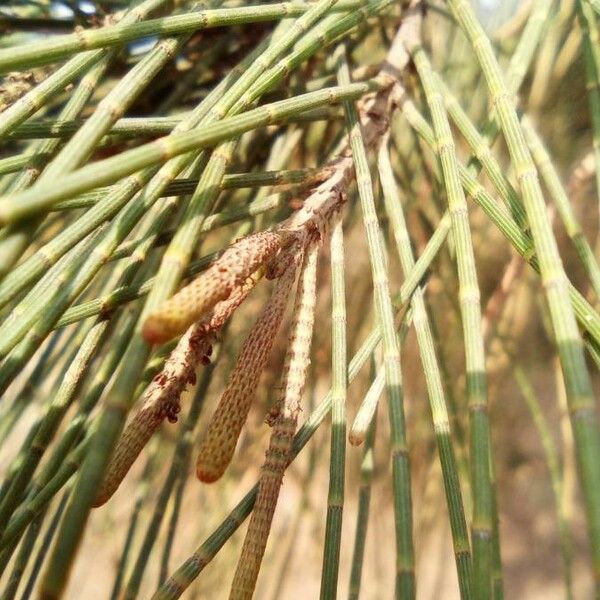 Casuarina glauca Folha