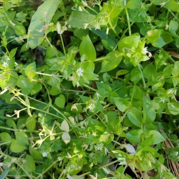 Cerastium diffusum Habitus