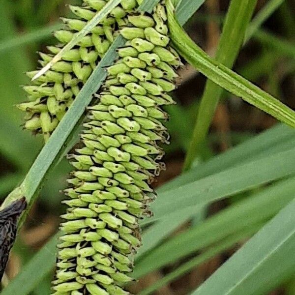 Carex acutiformis Плод